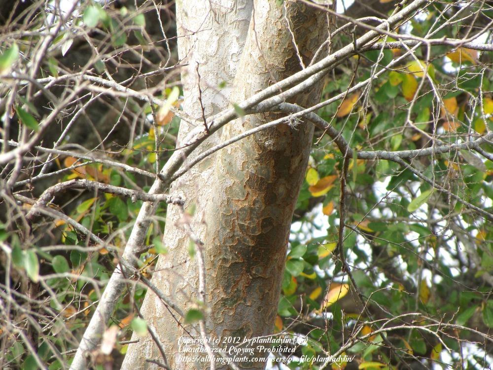 Photo of Chinese Elm (Ulmus parvifolia) uploaded by plantladylin