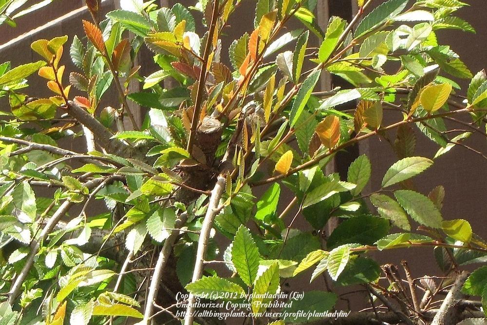Photo of Chinese Elm (Ulmus parvifolia) uploaded by plantladylin