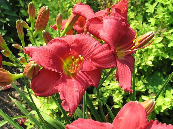 Photo of Daylily (Hemerocallis 'Her Best Bloomers') uploaded by Calif_Sue