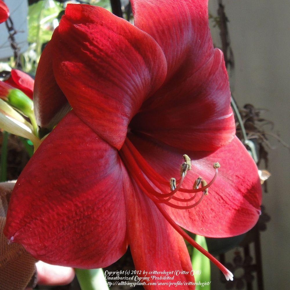 Photo of Amaryllis (Hippeastrum 'Benfica') uploaded by critterologist