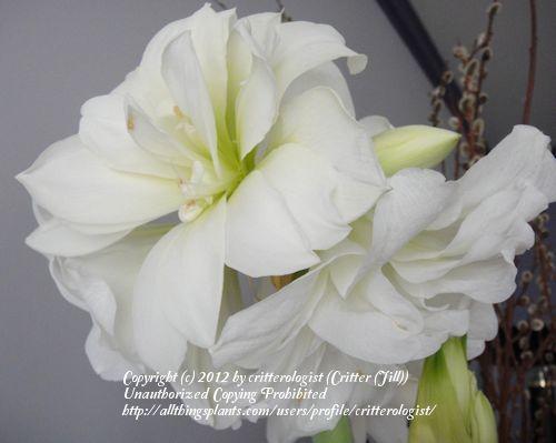 Photo of Amaryllis (Hippeastrum 'Snow Drift') uploaded by critterologist
