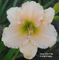 Photo of Daylily (Hemerocallis 'Fairy Tale Pink') uploaded by vic
