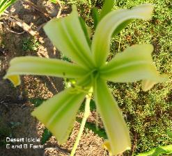 Photo of Daylily (Hemerocallis 'Desert Icicle') uploaded by vic