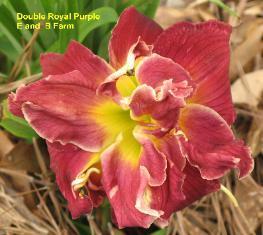 Photo of Daylily (Hemerocallis 'Double Royal Purple') uploaded by vic