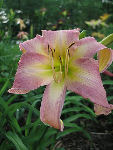 Photo of Daylily (Hemerocallis 'Once Upon a Time') uploaded by Calif_Sue