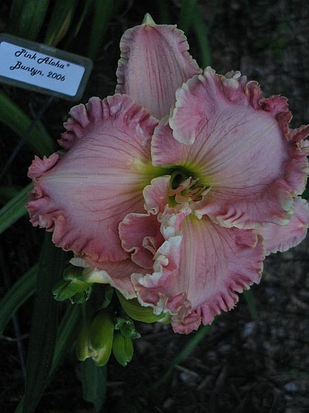 Photo of Daylily (Hemerocallis 'Pink Aloha') uploaded by Calif_Sue