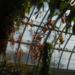 Location: ronx,NY
Date: 2012-03-04
Concervatory Bronx Botanical  Garden