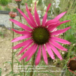 Location: My garden in Belgium
Date: 2011-07-31