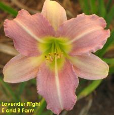 Photo of Daylily (Hemerocallis 'Lavender Flight') uploaded by vic
