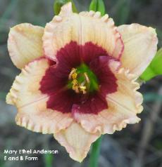 Photo of Daylily (Hemerocallis 'Mary Ethel Anderson') uploaded by vic