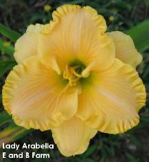 Photo of Daylily (Hemerocallis 'Lady Arabella') uploaded by vic