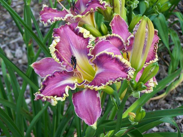 Photo of Daylily (Hemerocallis 'All About You') uploaded by Calif_Sue