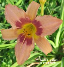 Photo of Daylily (Hemerocallis 'Orchid Fantasy') uploaded by vic