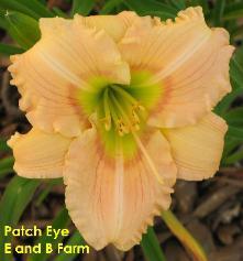 Photo of Daylily (Hemerocallis 'Patch Eye') uploaded by vic