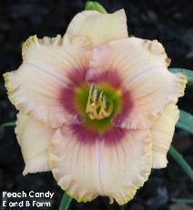Photo of Daylily (Hemerocallis 'Peach Candy') uploaded by vic