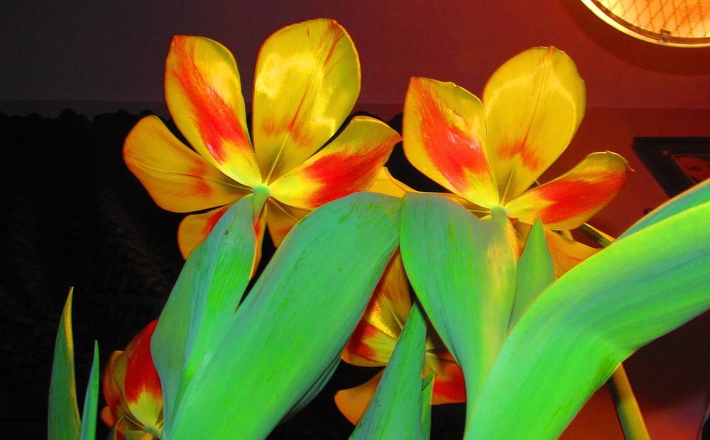 Photo of Single Early Tulip (Tulipa 'Flair') uploaded by jmorth