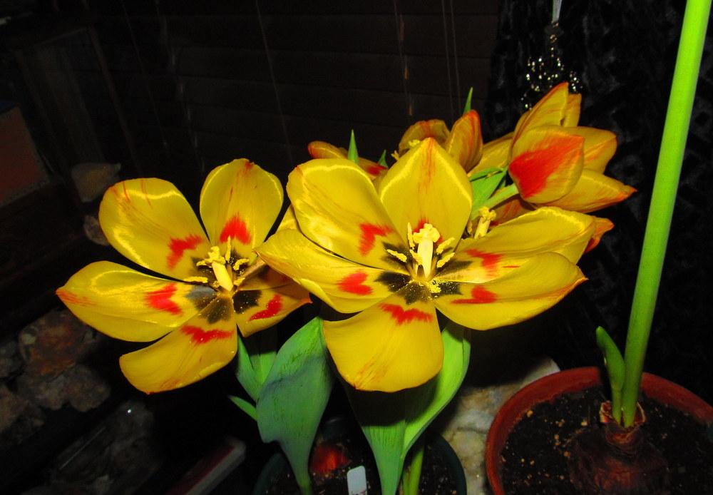 Photo of Single Early Tulip (Tulipa 'Flair') uploaded by jmorth