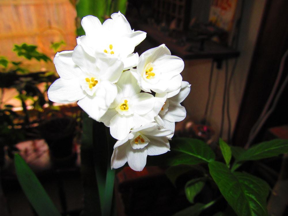 Photo of Paperwhites (Narcissus 'Ziva') uploaded by jmorth