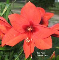 Photo of Amaryllis (Hippeastrum 'Red Pearl') uploaded by vic