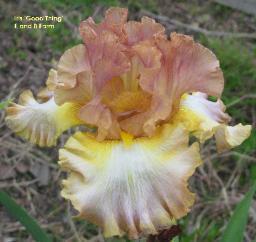 Photo of Tall Bearded Iris (Iris 'Good Thing') uploaded by vic