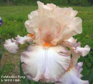 Photo of Tall Bearded Iris (Iris 'Celebration Song') uploaded by vic