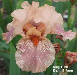 Photo of Tall Bearded Iris (Iris 'King Tush') uploaded by vic