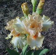 Photo of Tall Bearded Iris (Iris 'Awesome Blossom') uploaded by vic