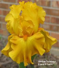 Photo of Tall Bearded Iris (Iris 'Amber Tambour') uploaded by vic