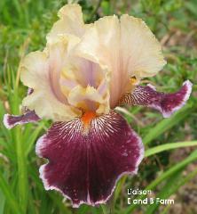 Photo of Tall Bearded Iris (Iris 'Liaison') uploaded by vic