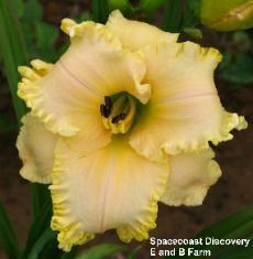Photo of Daylily (Hemerocallis 'Spacecoast Discovery') uploaded by vic