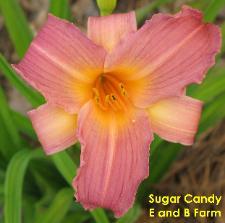 Photo of Daylily (Hemerocallis 'Sugar Candy') uploaded by vic