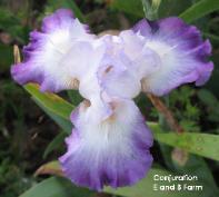 Photo of Tall Bearded Iris (Iris 'Conjuration') uploaded by vic
