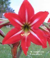 Photo of St. Joseph's Lily (Hippeastrum x johnsonii) uploaded by vic