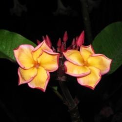 Location: Southwest Florida
Date: summer 2011
Very unusual and striking blooms!