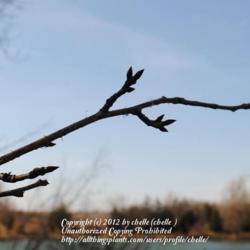 Location: My Northeastern Indiana Gardens - Zone 5b
Date: 2012-03-07
Branch section with buds - late winter, early spring