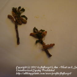 Location: zone 8/9 Lake City, Fl.
Date: 2012-03-04
jasmine like fragrance! very nice