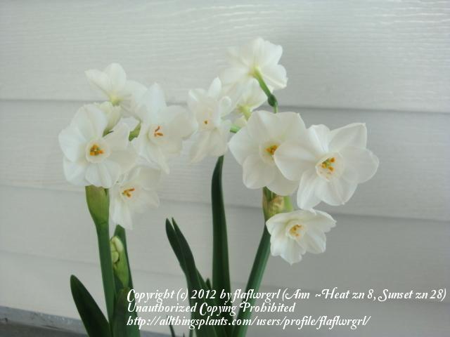 Photo of Paperwhites (Narcissus 'Ziva') uploaded by flaflwrgrl