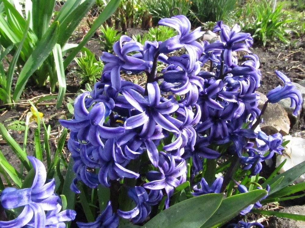 Photo of Hyacinth (Hyacinthus orientalis) uploaded by jmorth