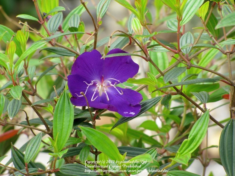Photo of Princess Flower (Pleroma urvilleanum) uploaded by plantladylin