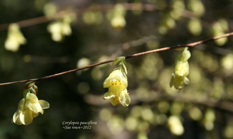 Photo of Buttercup Winterhazel (Corylopsis pauciflora) uploaded by Calif_Sue