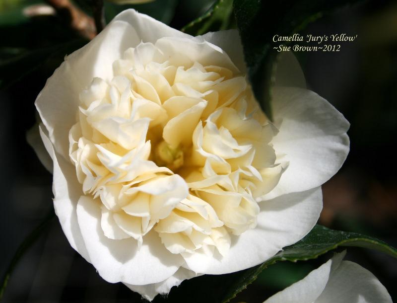 Photo of Hybrid Camellia (Camellia 'Jury's Yellow') uploaded by Calif_Sue