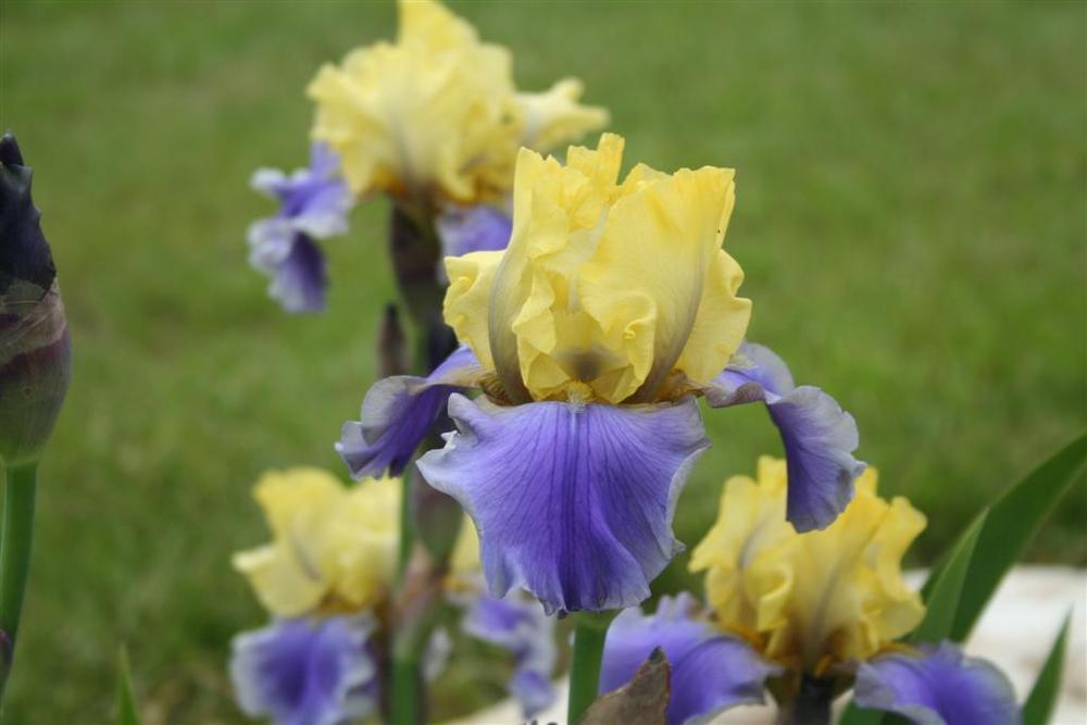 Photo of Tall Bearded Iris (Iris 'Edith Wolford') uploaded by KentPfeiffer