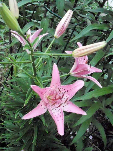 Photo of Lily (Lilium 'Spank') uploaded by ge1836