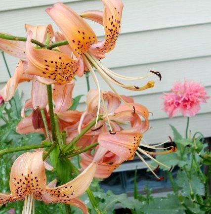 Photo of Lily (Lilium 'Zeus') uploaded by ge1836