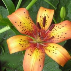 Location: Part Sun Z6a
Date: 2010-06-29
What an exceptional lily.