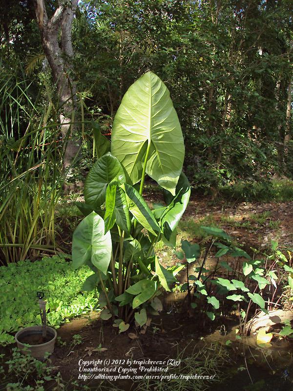 Photo of Giant Swamp Taro (Cyrtosperma merkusii) uploaded by tropicbreeze