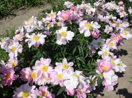 Photo of Chinese Peony (Paeonia lactiflora 'Sea Shell') uploaded by Calif_Sue