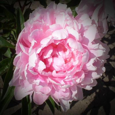 Photo of Peony (Paeonia lactiflora 'Walter Faxon') uploaded by Calif_Sue