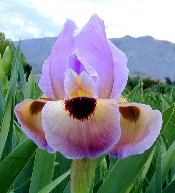 Photo of Arilbred Iris (Iris 'Rivers of Babylon') uploaded by Calif_Sue
