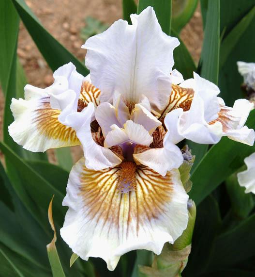 Photo of Border Bearded Iris (Iris 'Bonjour') uploaded by Calif_Sue